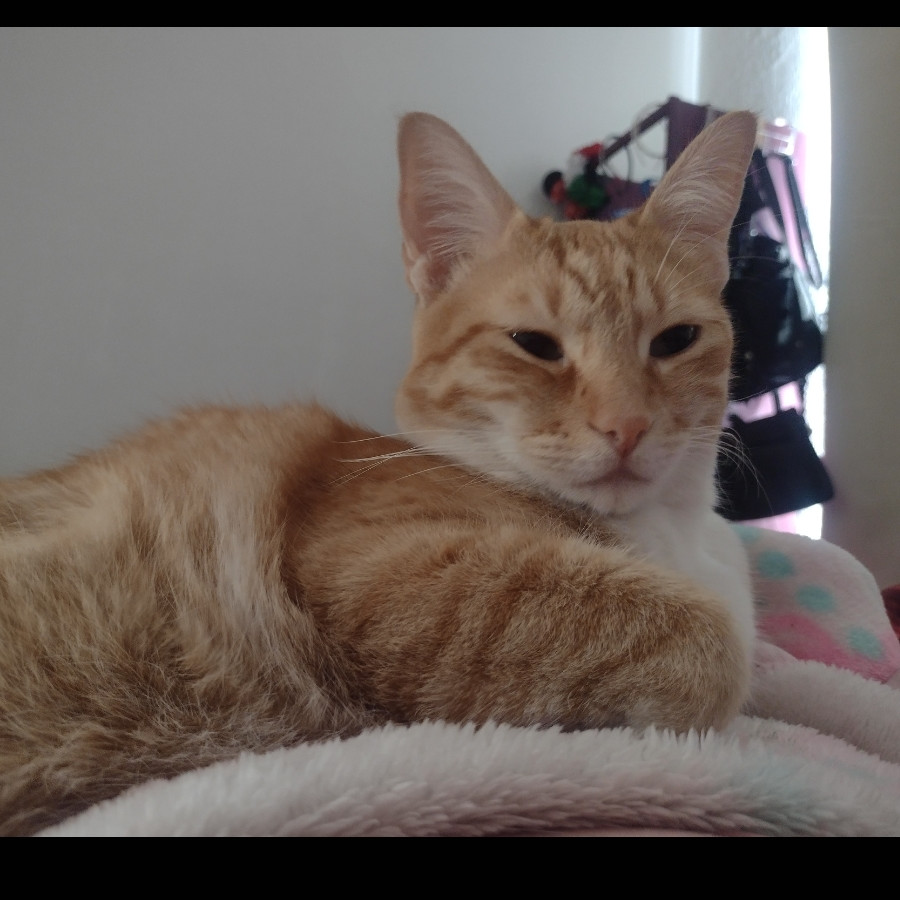 DEXTER | Raza Doméstico Américano de Pelo Corto | Perdido