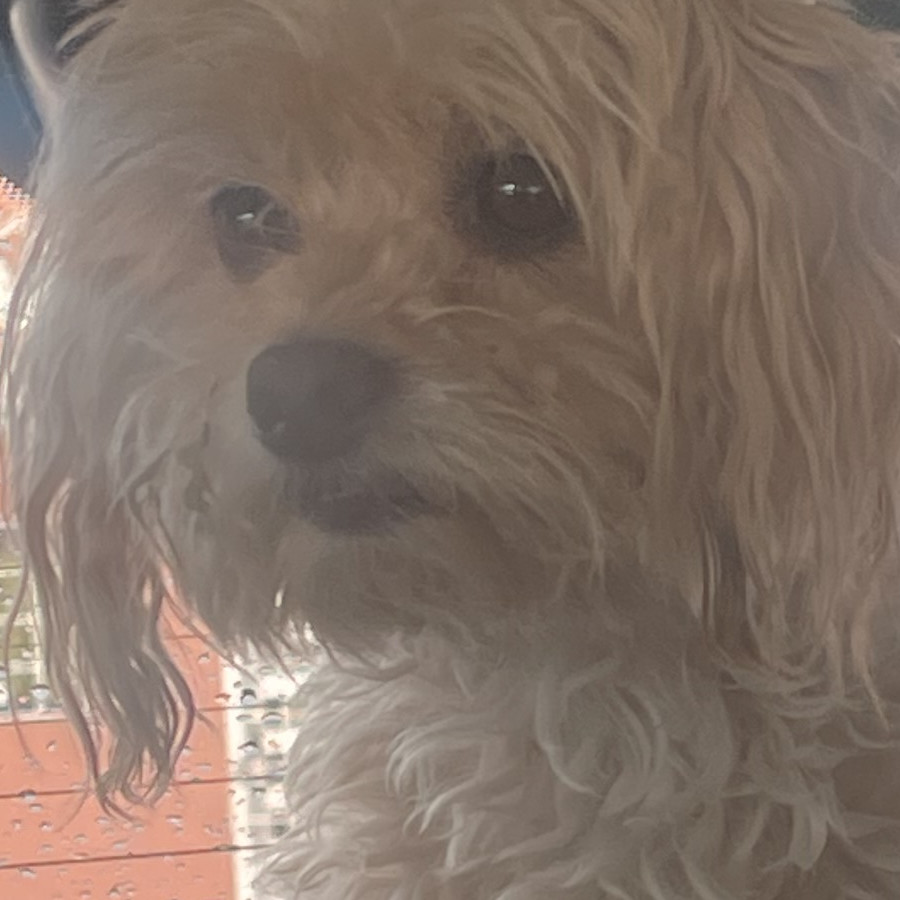 LALA | Raza Mestiza, cruza de French Poodle con Chihuahua | Perdida