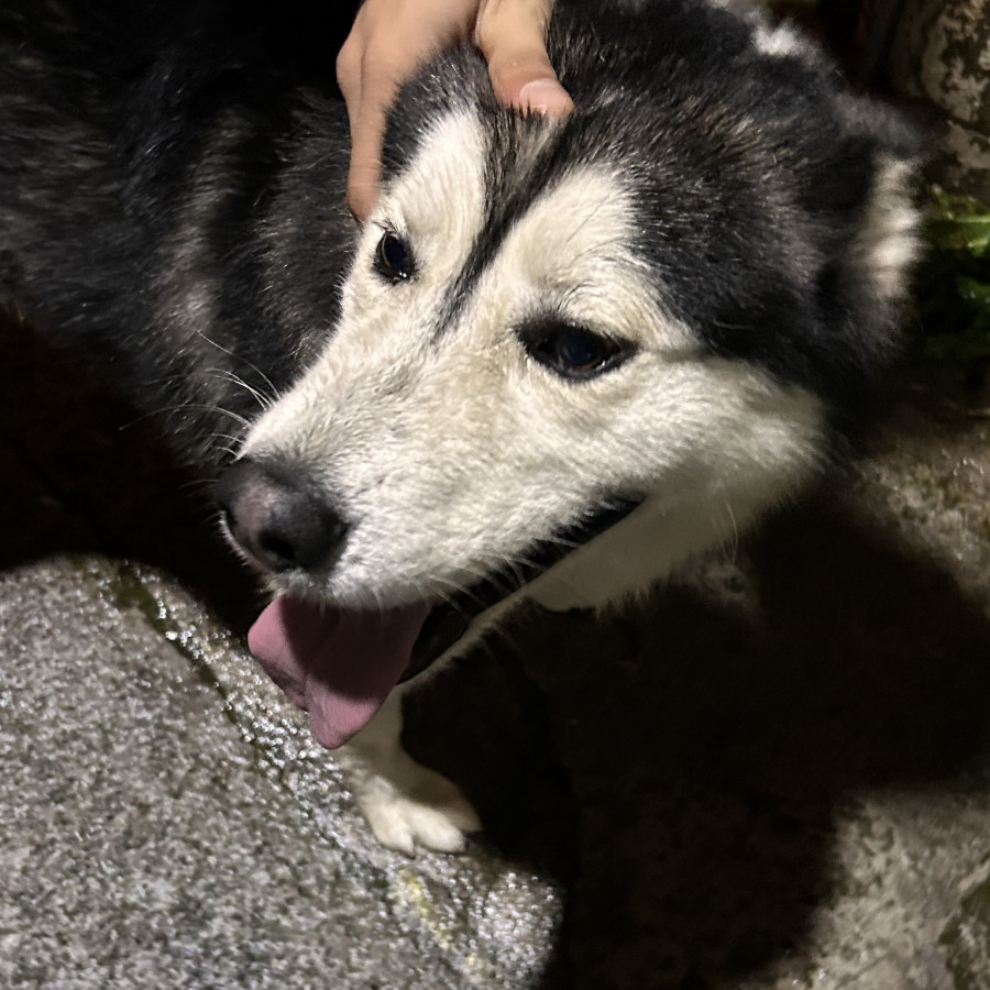  | Raza Husky Siberiano | Encontrado