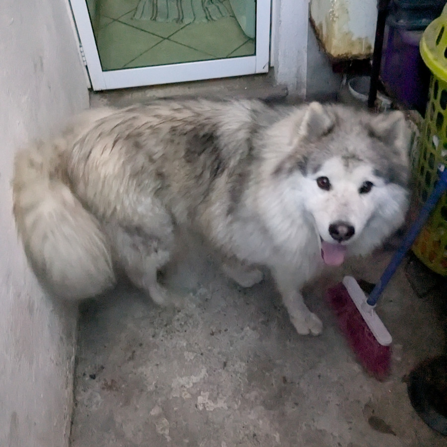  | Raza Malamute de Alaska o Alaskan Malamute | Final Feliz