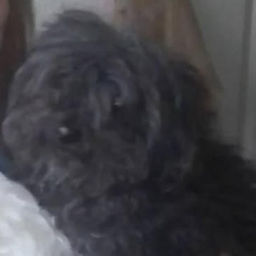LUPITA | Raza French Poodle o Caniche | Perdida