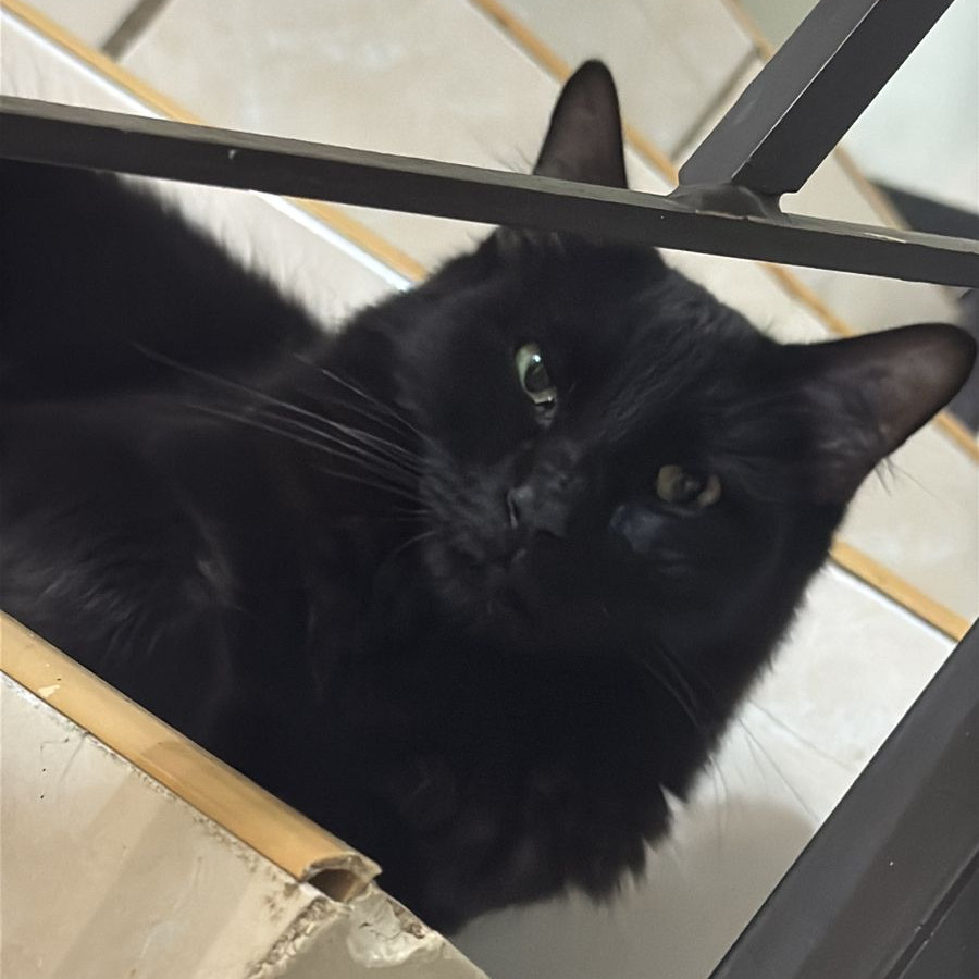 NEGRITO | Raza Angora Turco Negro | Final Feliz