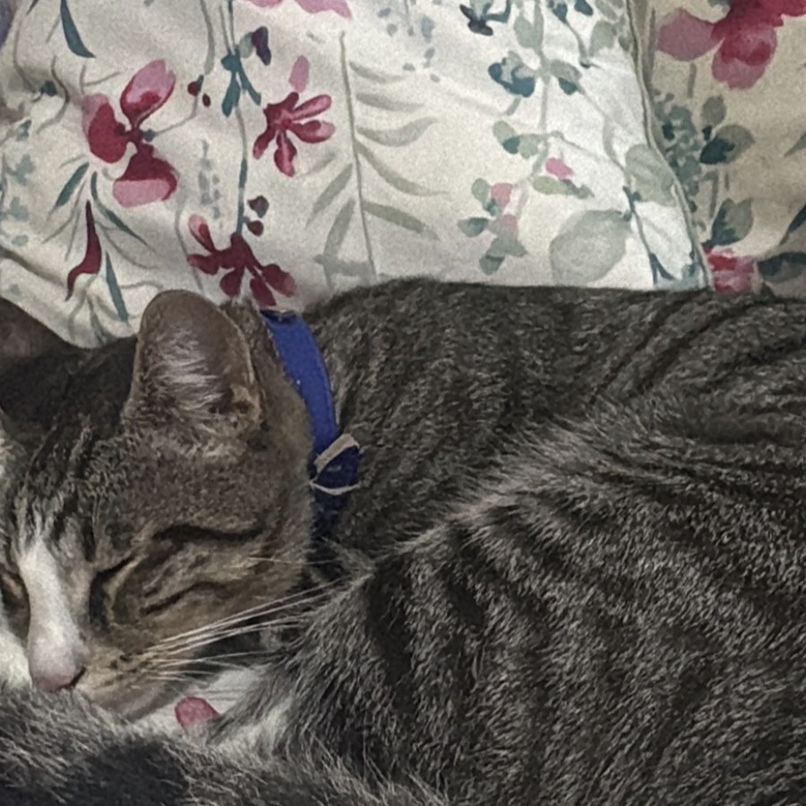 TABBY | Raza Doméstico Américano de Pelo Corto | Perdido