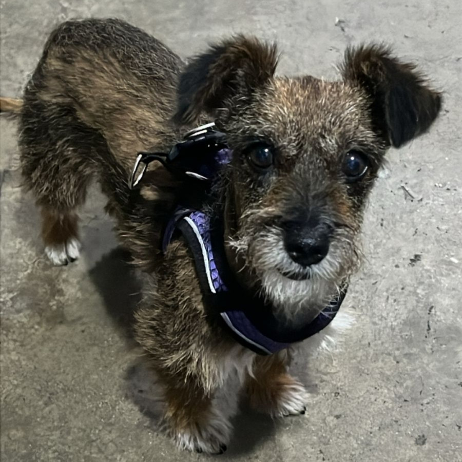 CAPUCHINA | Raza Mestiza, cruza de Schnauzer | Perdida