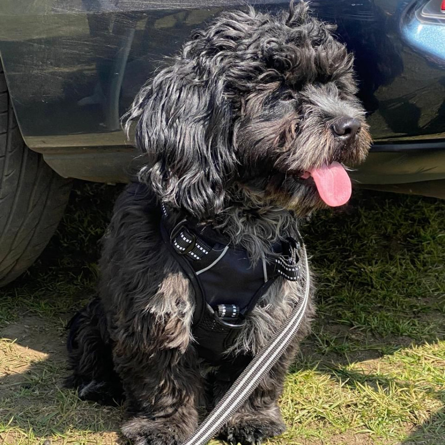 GROGU | Raza Shih Tzu  | Final Feliz