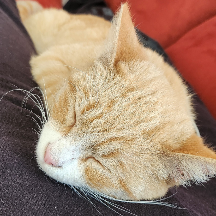 BEBÉ | Raza Doméstico Américano de Pelo Corto | Perdido