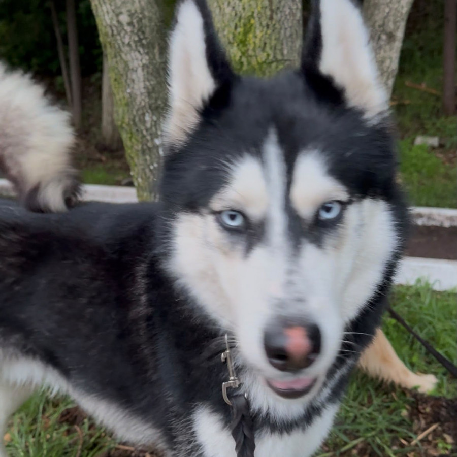 LOBO | Raza Husky Siberiano | Perdido