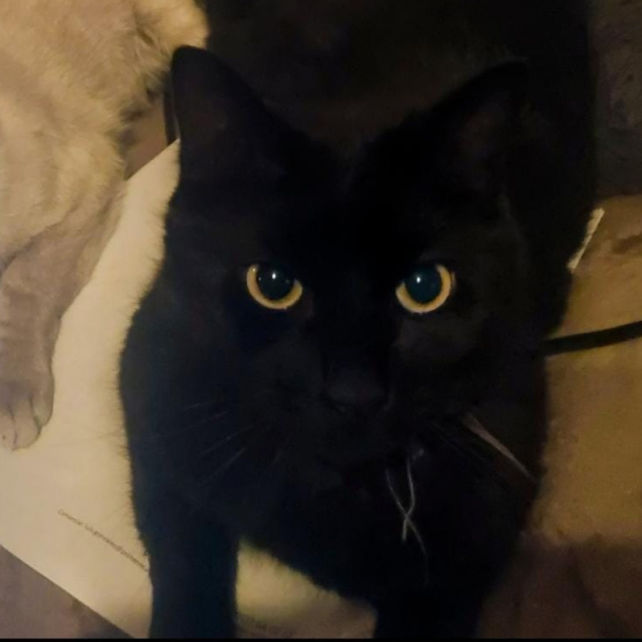 MAVIS | Raza Bombay | Perdido