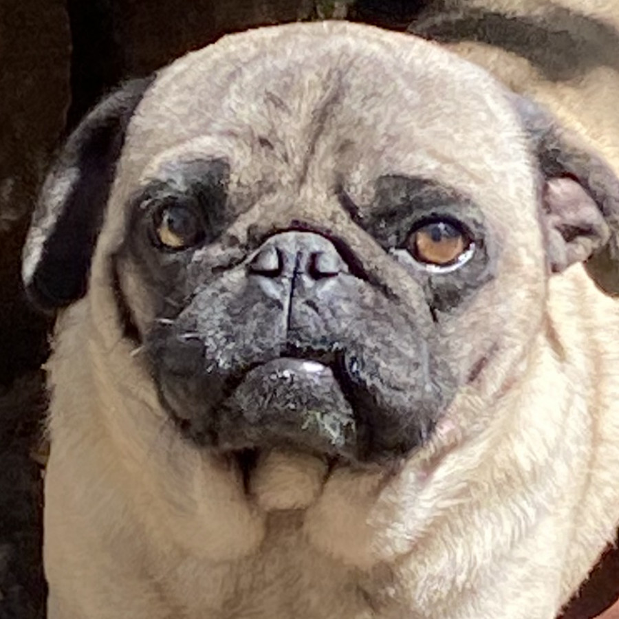 ROCO | Raza Pug o Carlin | Perdido