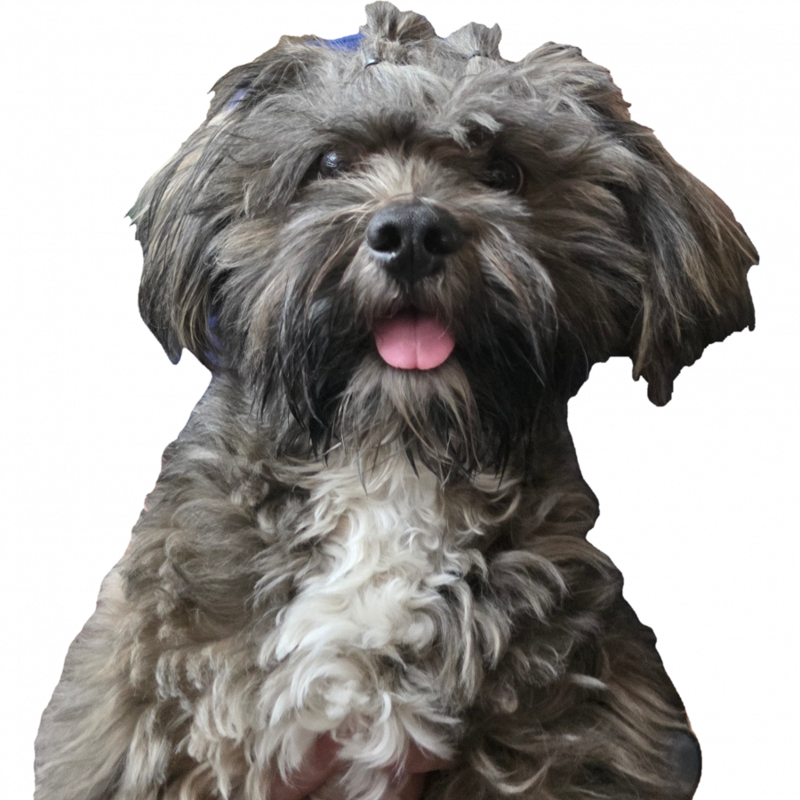MUSHU | Raza Shih Tzu  | Final Feliz