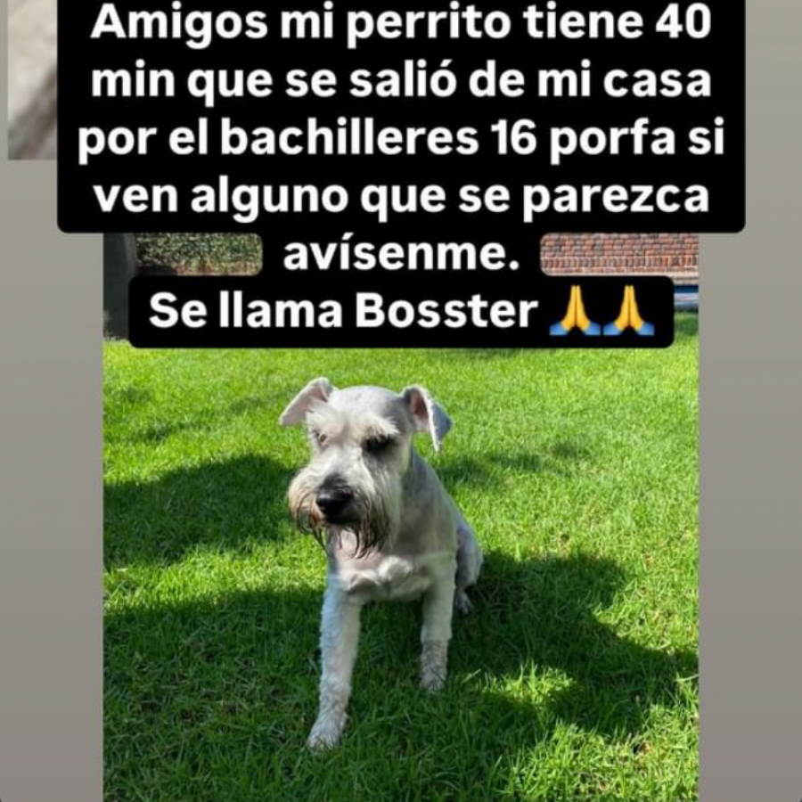 BOSSTER | Raza Schnauzer | Final Feliz