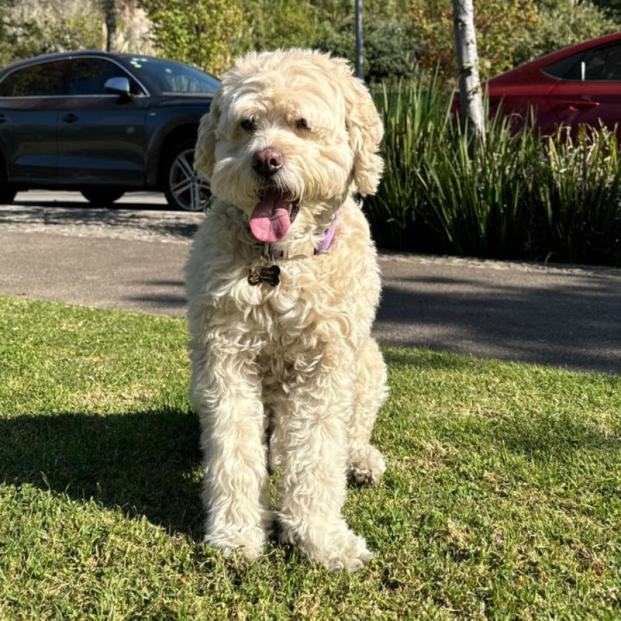 HENRY | Raza Mestizo, cruza de French Poodle con  Maltés,  (Maltipoo) | Perdido