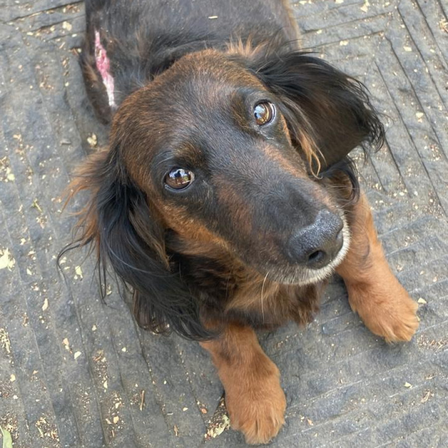 KIKI | Raza Dachshund o Salchicha de pelo largo | Final Feliz