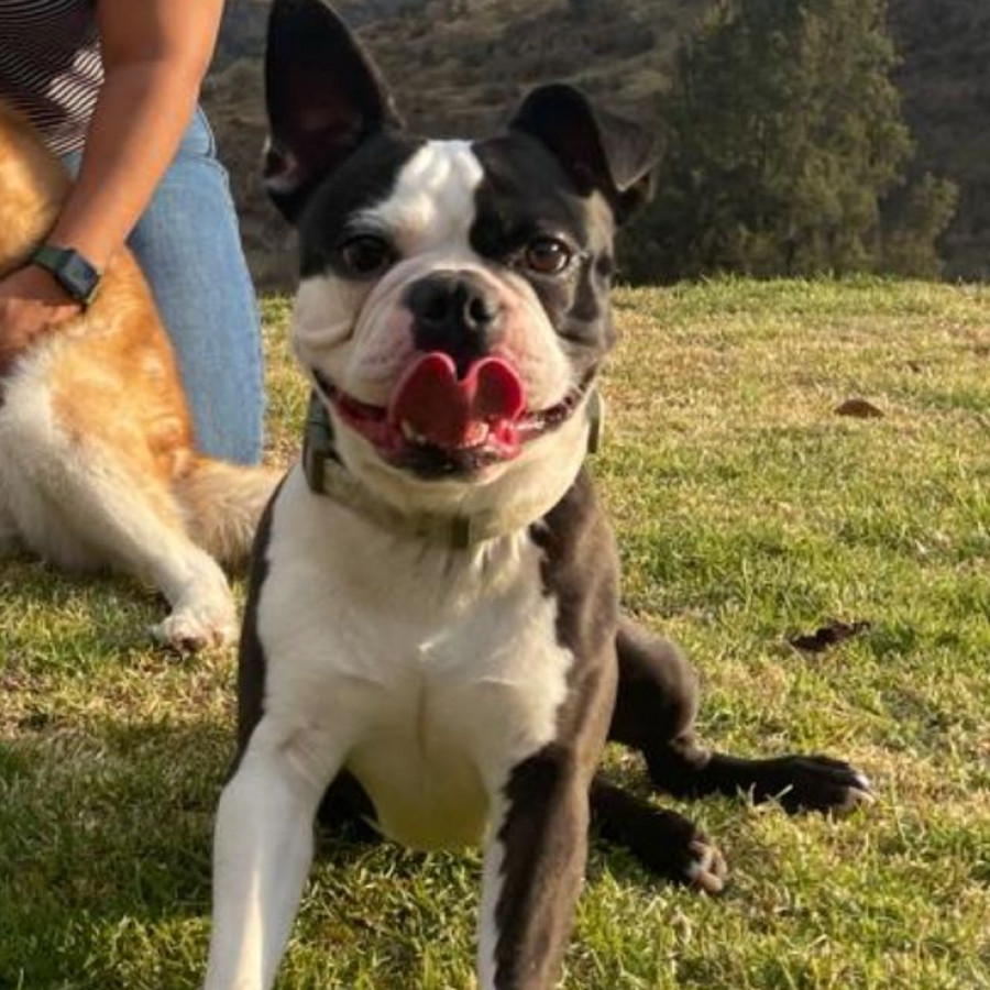PORFIRIO | Raza Boston Terrier  | Final Feliz