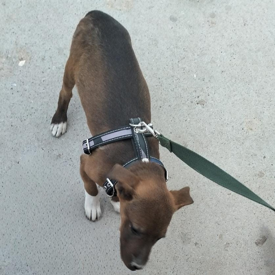 CHATO | Raza Mestizo | Perdido
