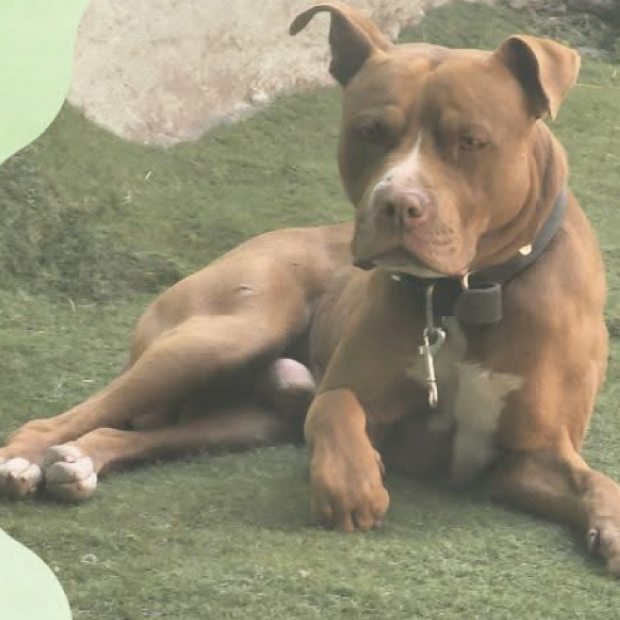 ROKO | Raza American Pitbull Terrier | Perdido