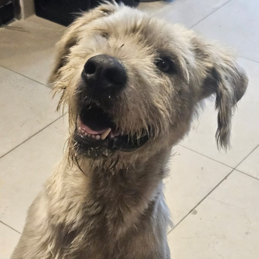  | Raza Mestizo, cruza de French Poodle con Schnuazer, (Schnoodle) | Encontrado