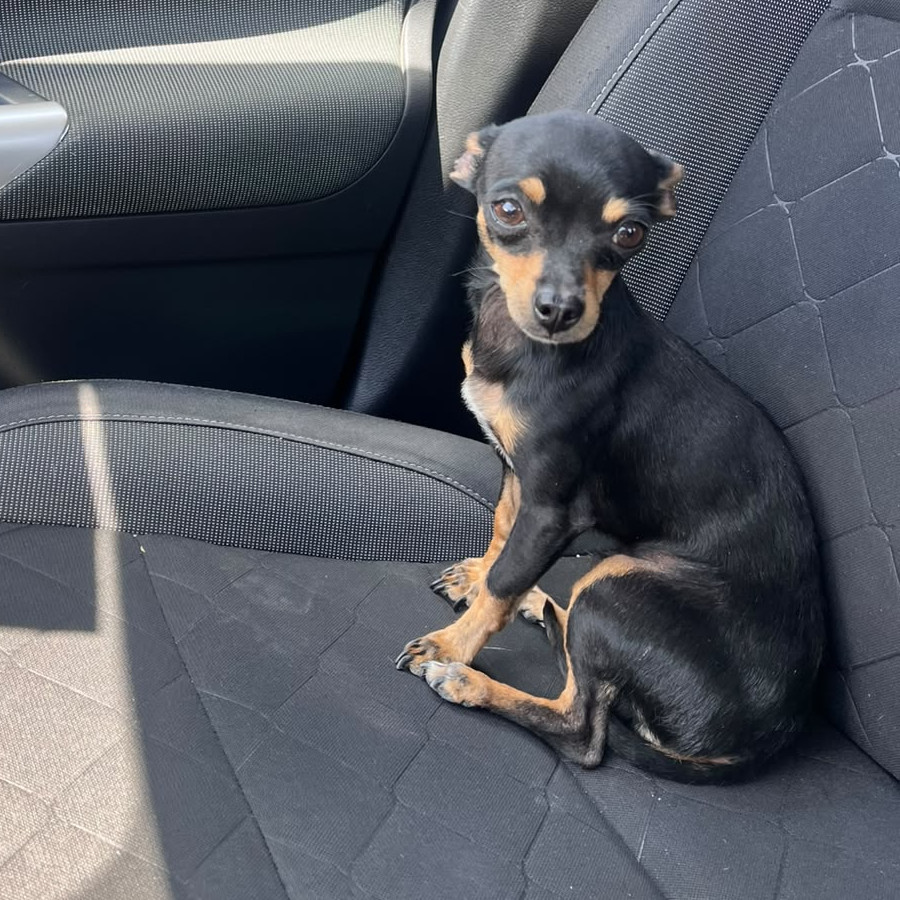 DOBBY | Raza Pinscher Miniatura  | Perdido