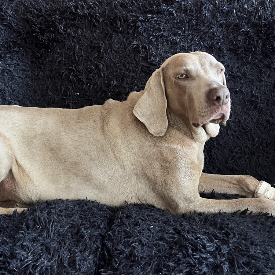 CANDY | Raza Weimaraner  | Perdida