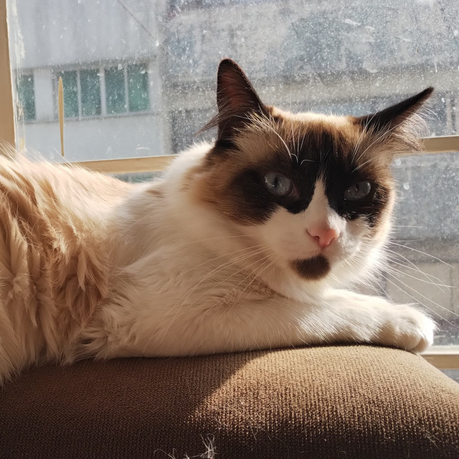 PELOS | Raza Ragdoll | Perdida