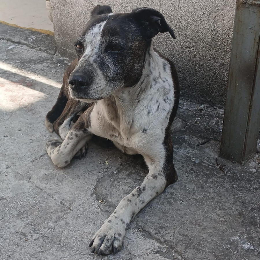  | Raza Mestiza, cruza de American Pitbull Terrier | Encontrada