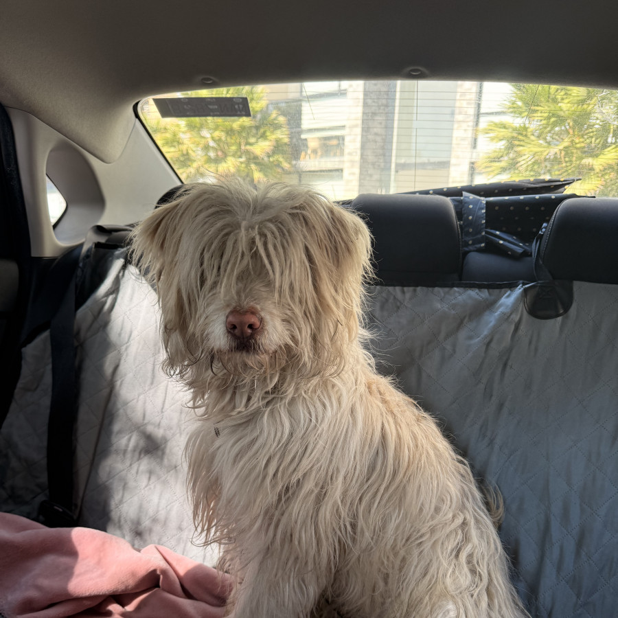  | Raza Mestizo | Encontrado