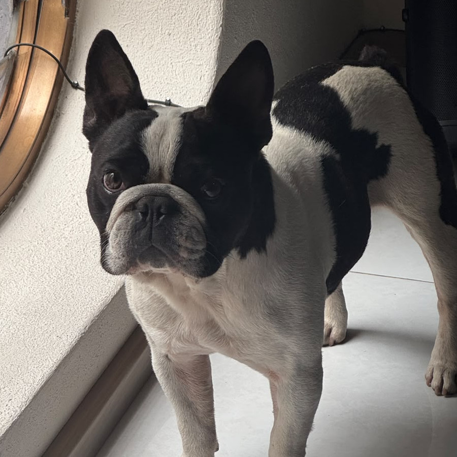  | Raza Bulldog Francés  | Encontrado