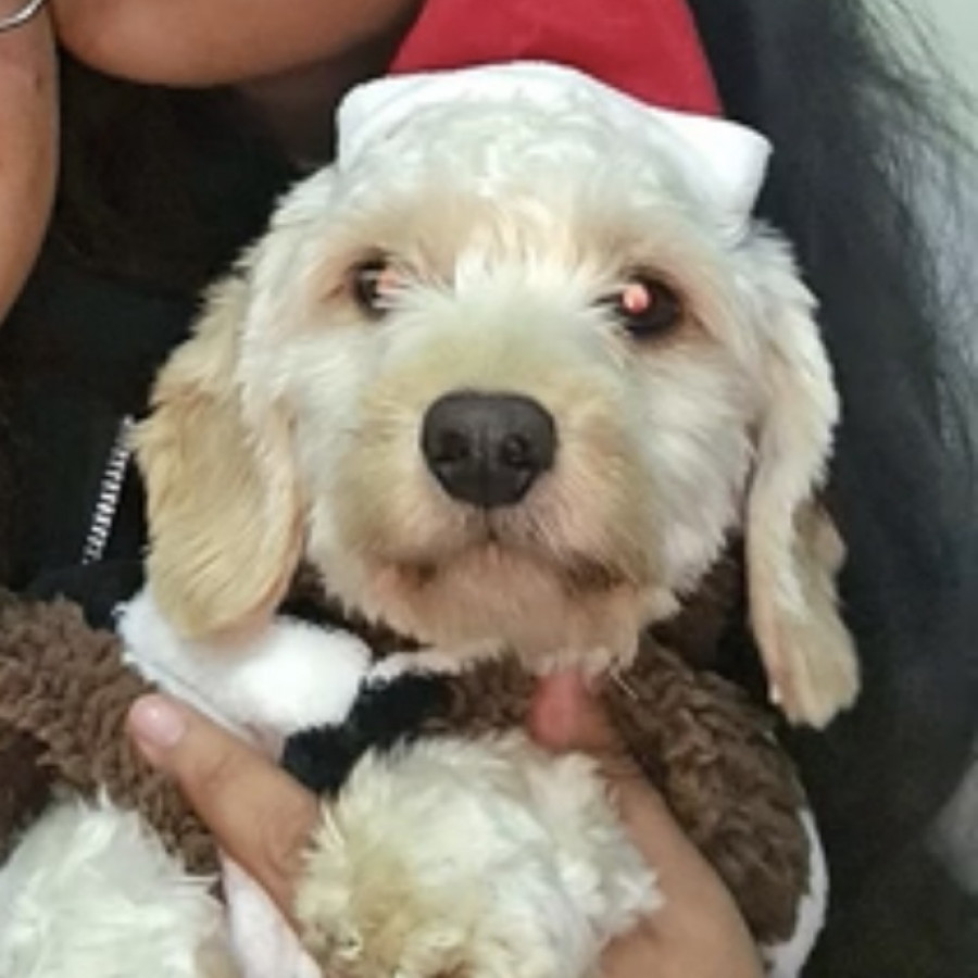 TOBY MUÑECO | Raza Mestizo, cruza de Dachshund o Salchicha con Maltés | Perdido