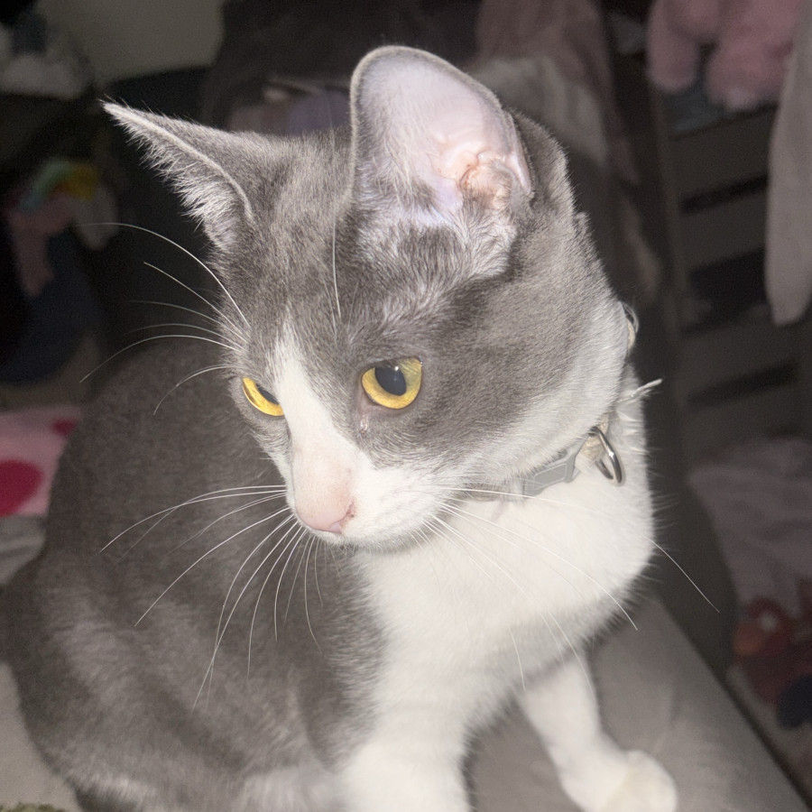MILEY (MAILI) | Raza Doméstico Américano de Pelo Corto | Perdida