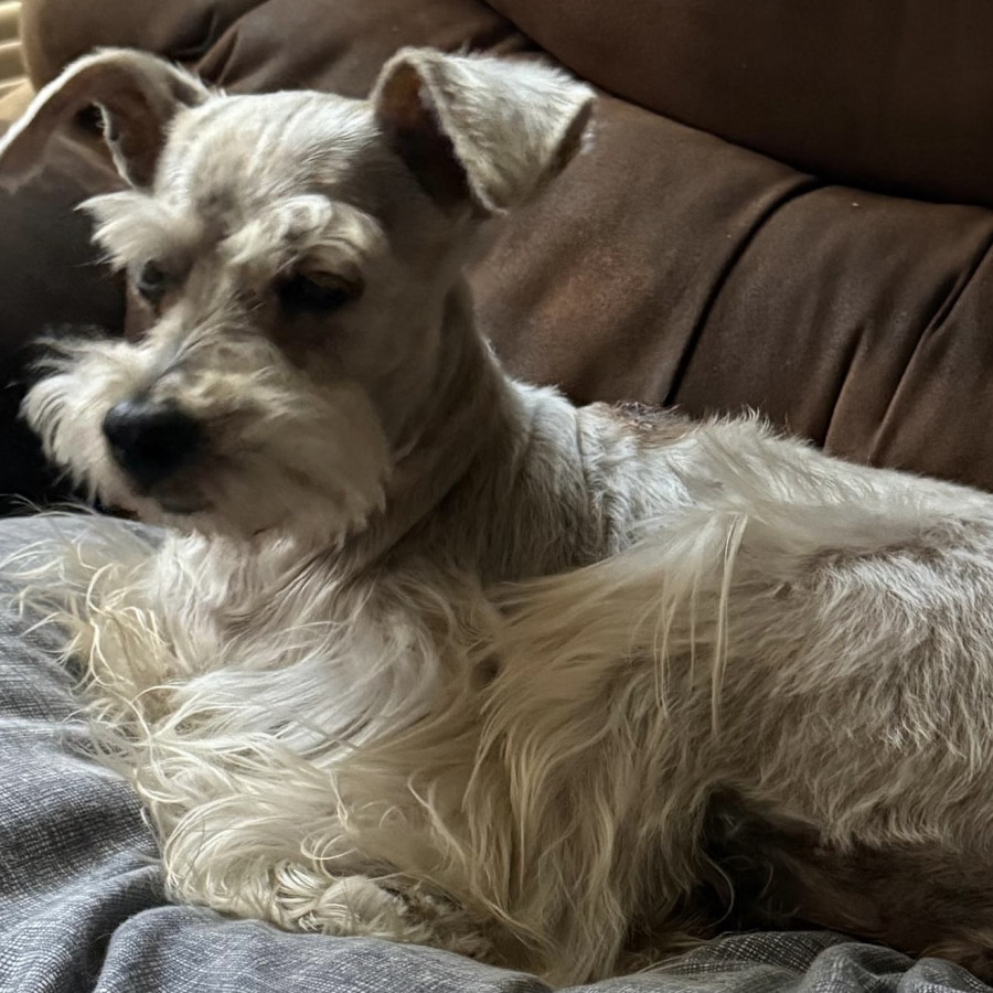 PÍA | Raza Schnauzer | Perdida