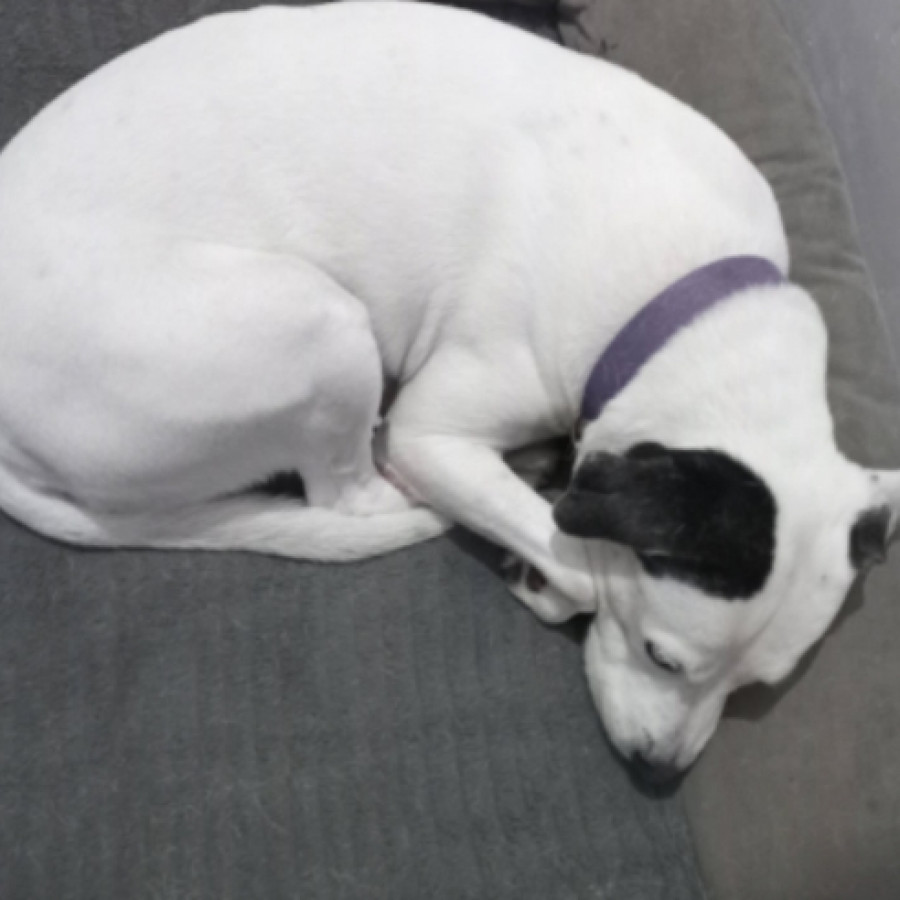 MARSHALL | Raza American Pitbull Terrier | Perdido