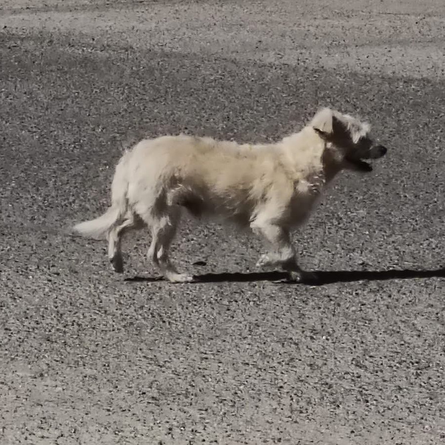 GEORGE (YORSH) | Raza Mestizo, cruza de Chihuahua | Final Feliz