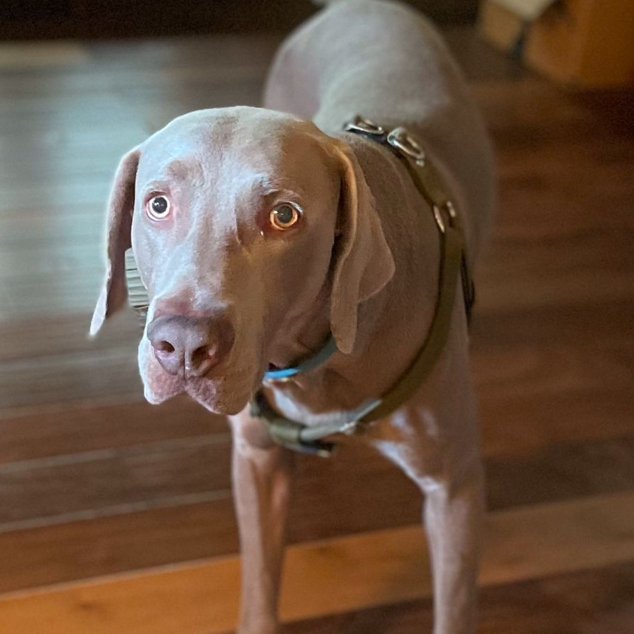 NIKO | Raza Weimaraner  | Perdido