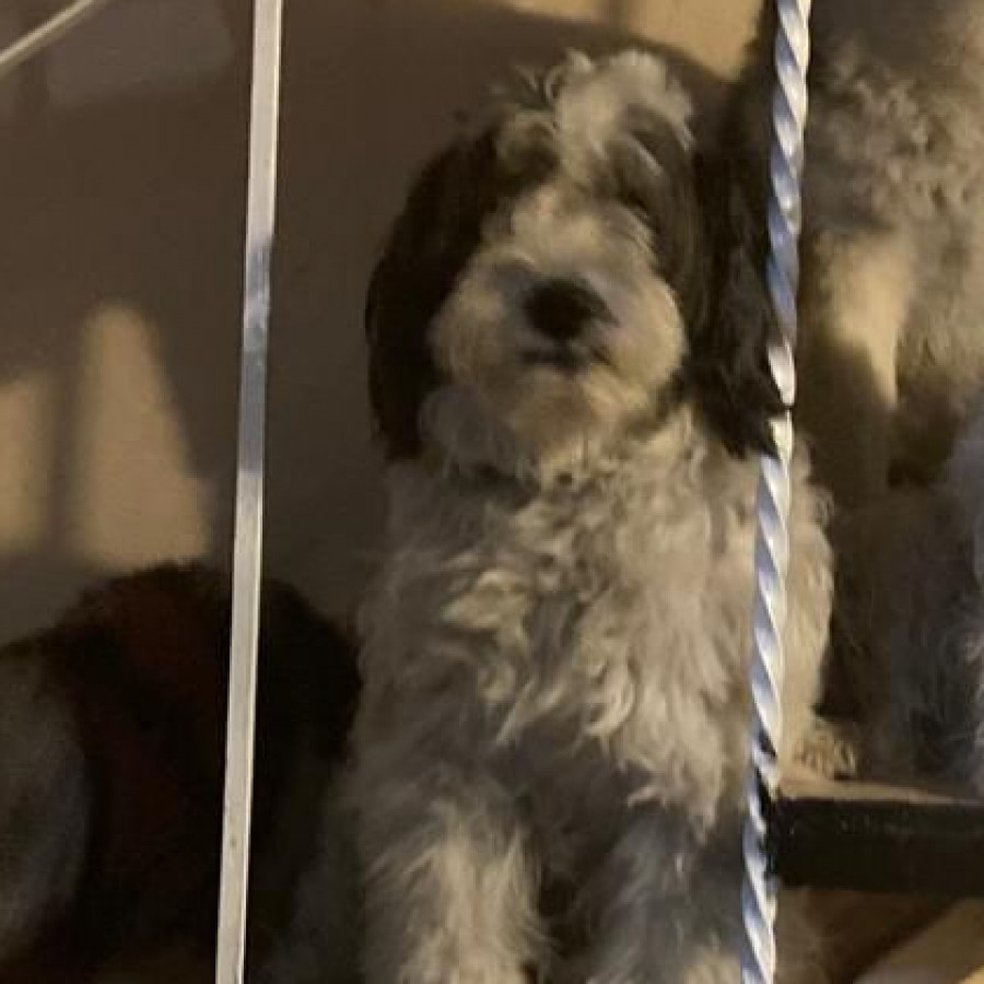 JAGGER | Raza Mestizo | Perdido