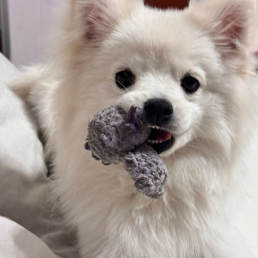 TOTO | Raza Pomerania | Perdido