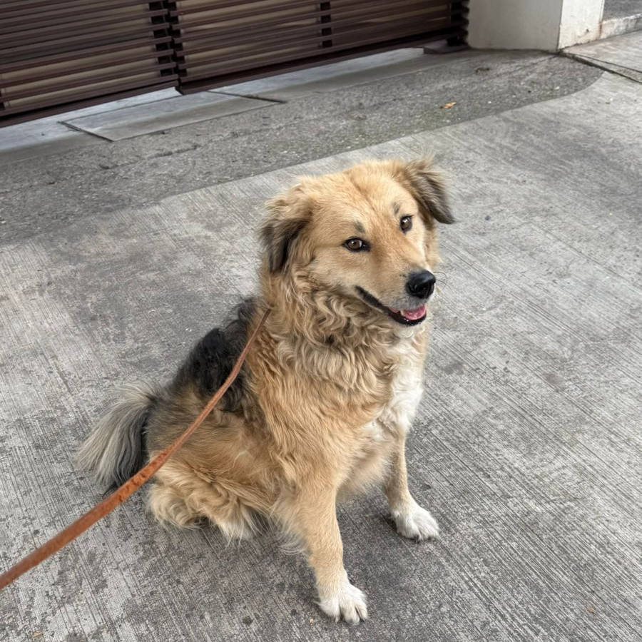  | Raza Mestiza, posible cruza de Labrador con Border Collie | Encontrada