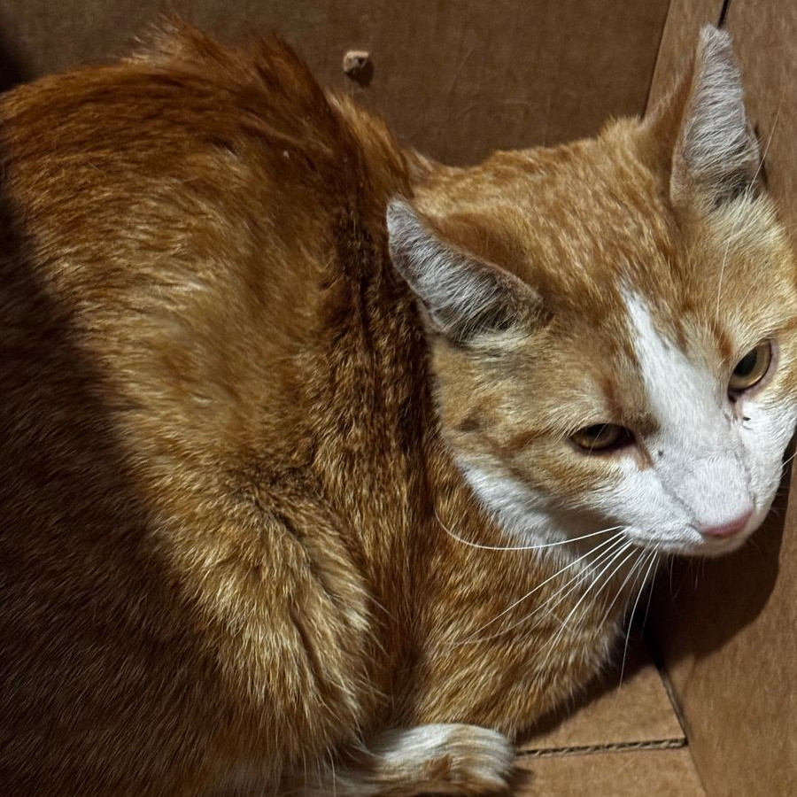  | Raza Doméstico Américano de Pelo Corto | Encontrado