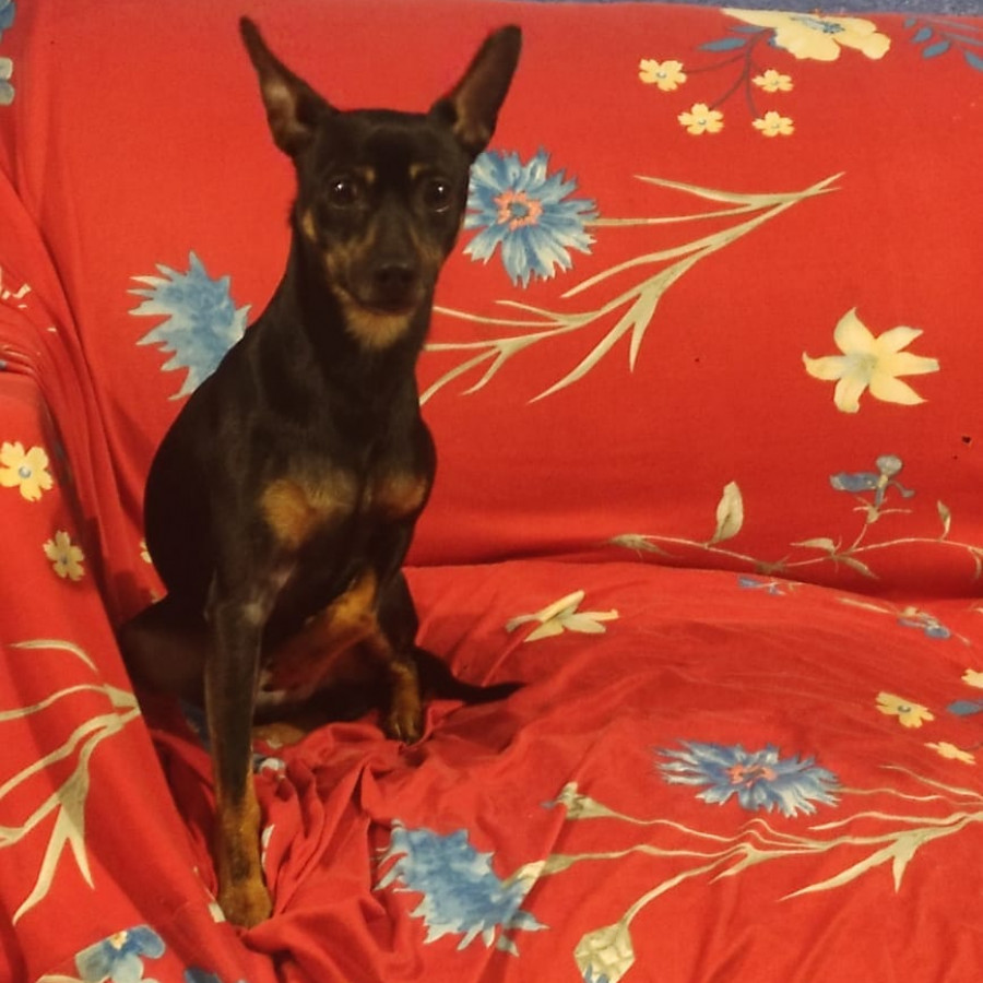 LOKY | Raza Pinscher Miniatura  | Perdido