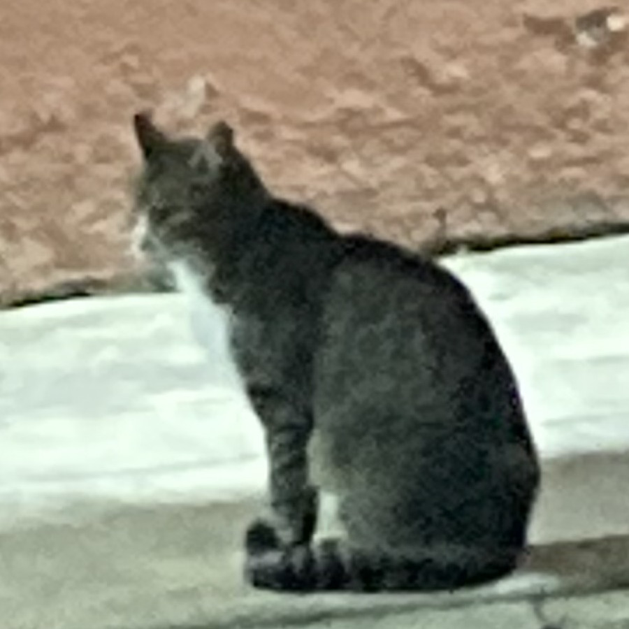  | Raza Doméstico Américano de Pelo Corto | Encontrado