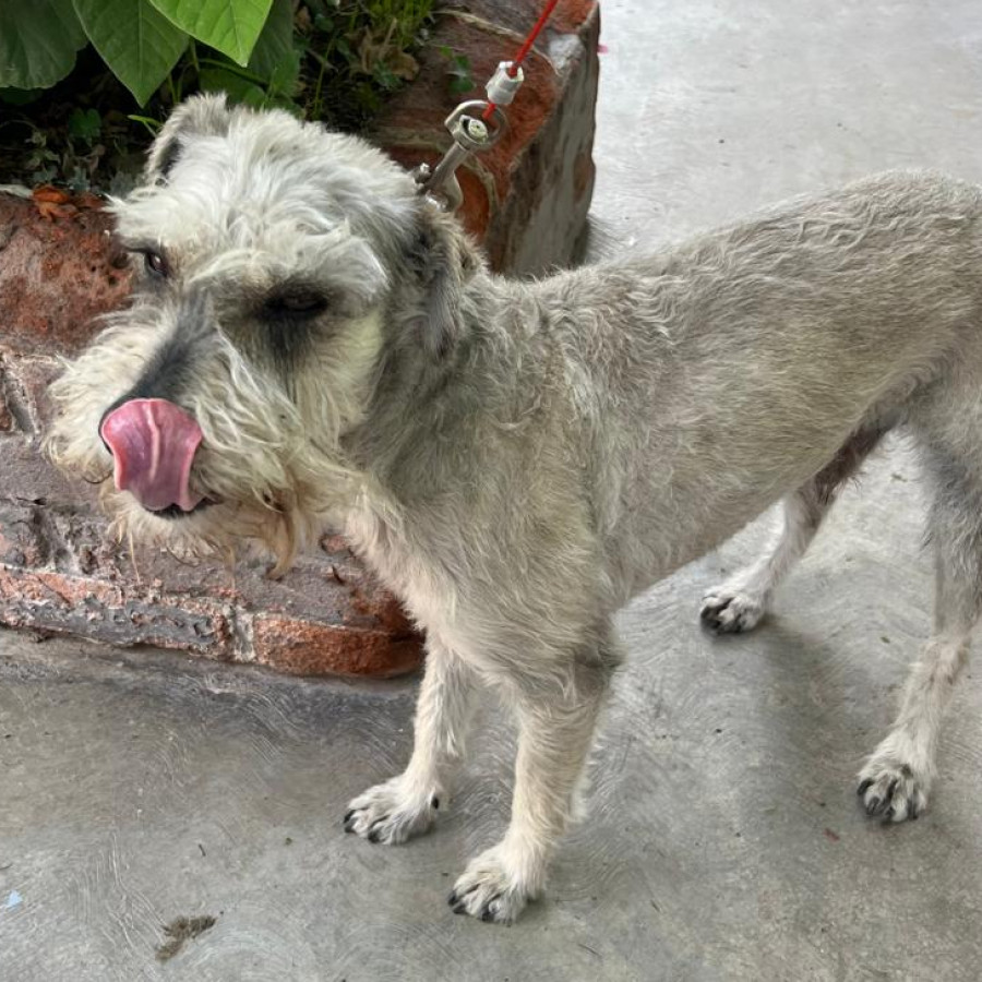  | Raza Schnauzer | Encontrado
