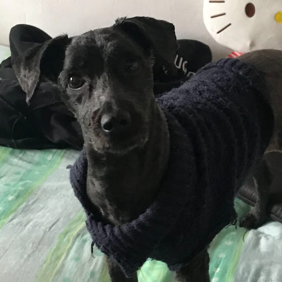 HAVIVI | Raza Mestiza | Perdida