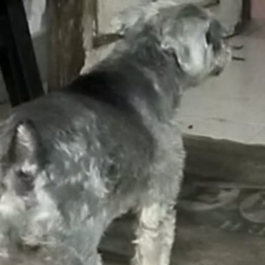 WINDY | Raza Schnauzer | Perdida