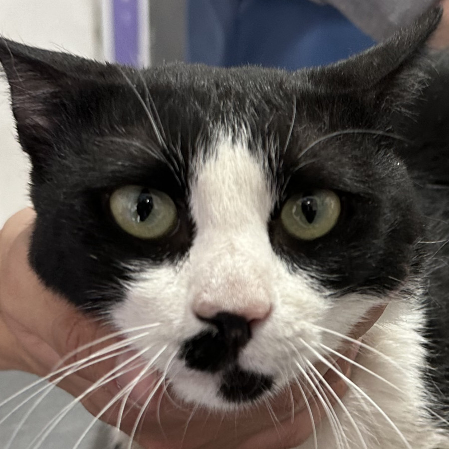 CHAPLIN | Raza Doméstico Américano de Pelo Corto | En Adopción