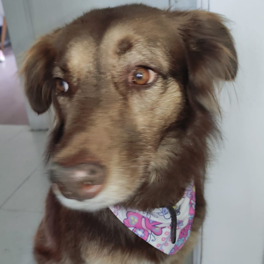 NENA | Raza Mestiza | En Adopción