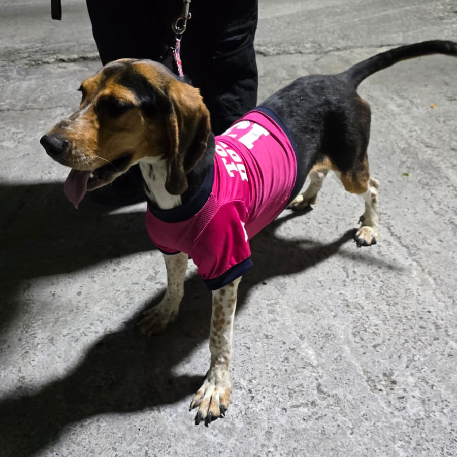  | Raza Beagle | Encontrada