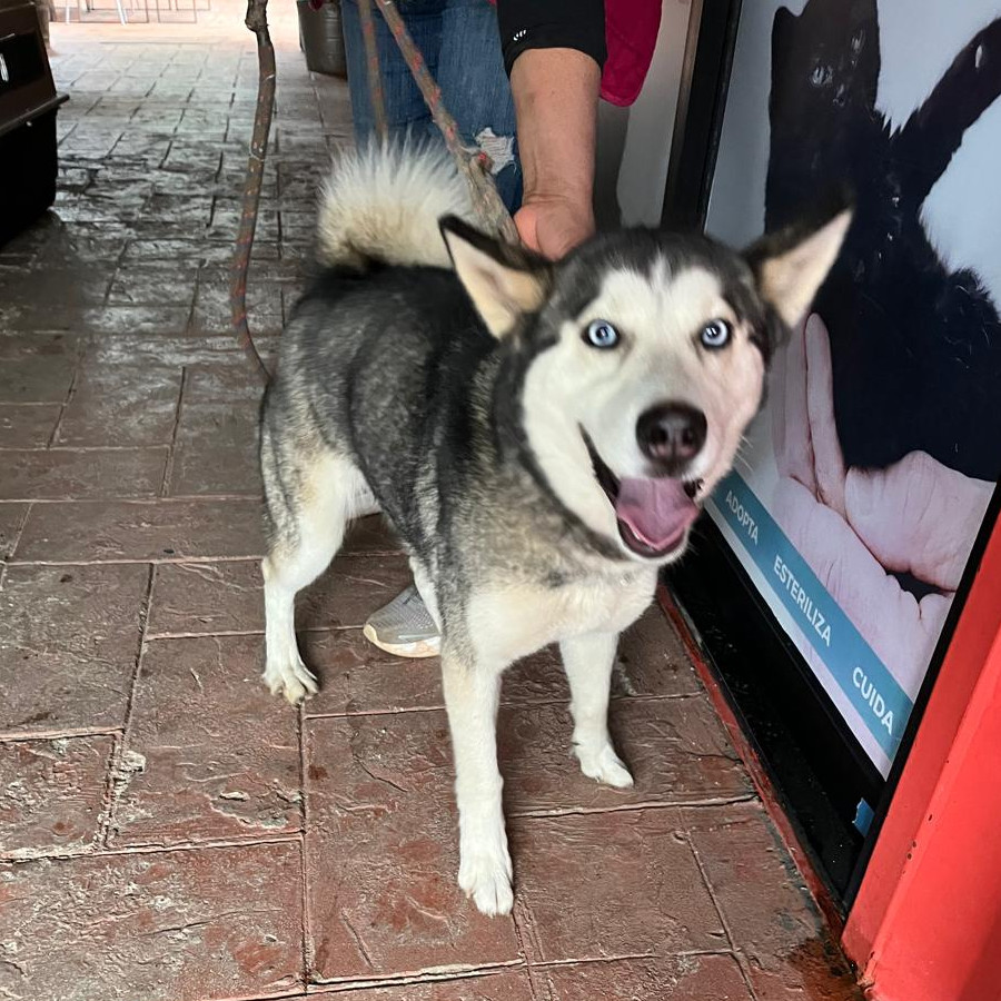 PELUSA | Raza Husky Siberiano | En Adopción