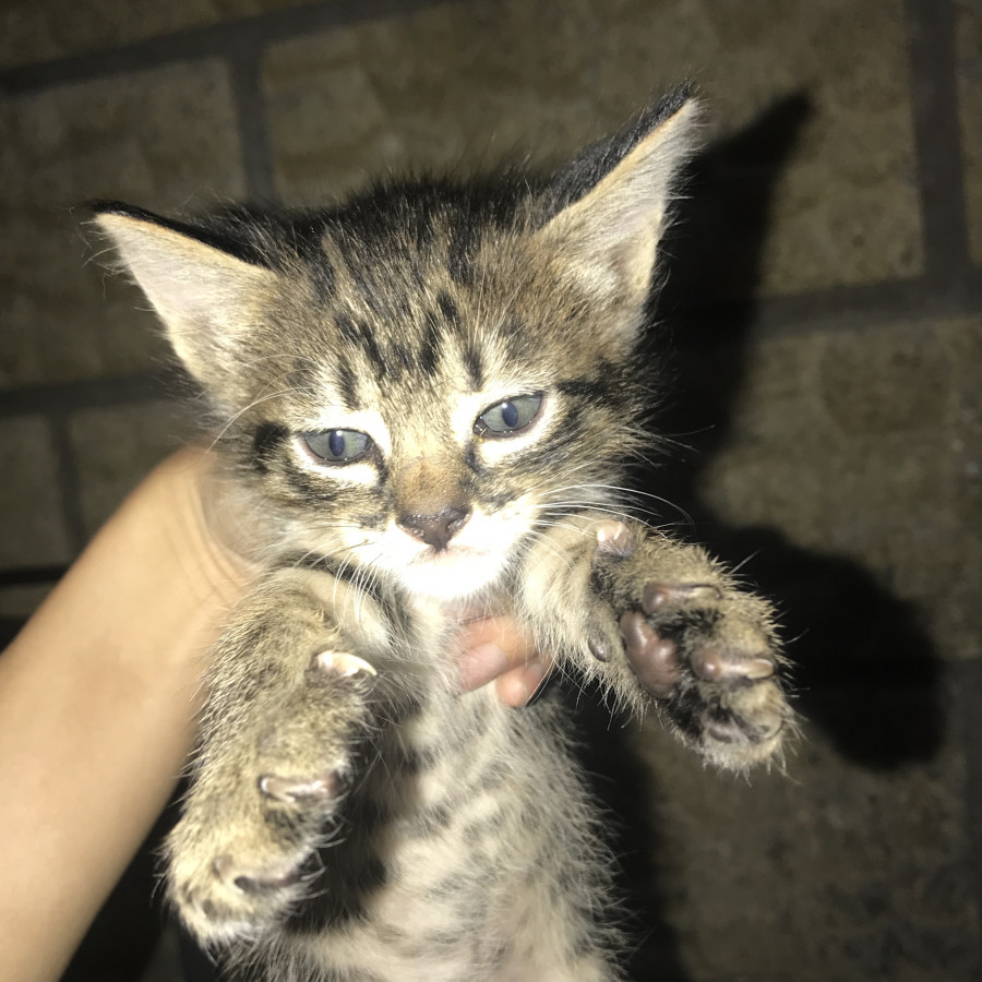 TANA | Raza Doméstico Americano de Pelo Corto | En Adopción