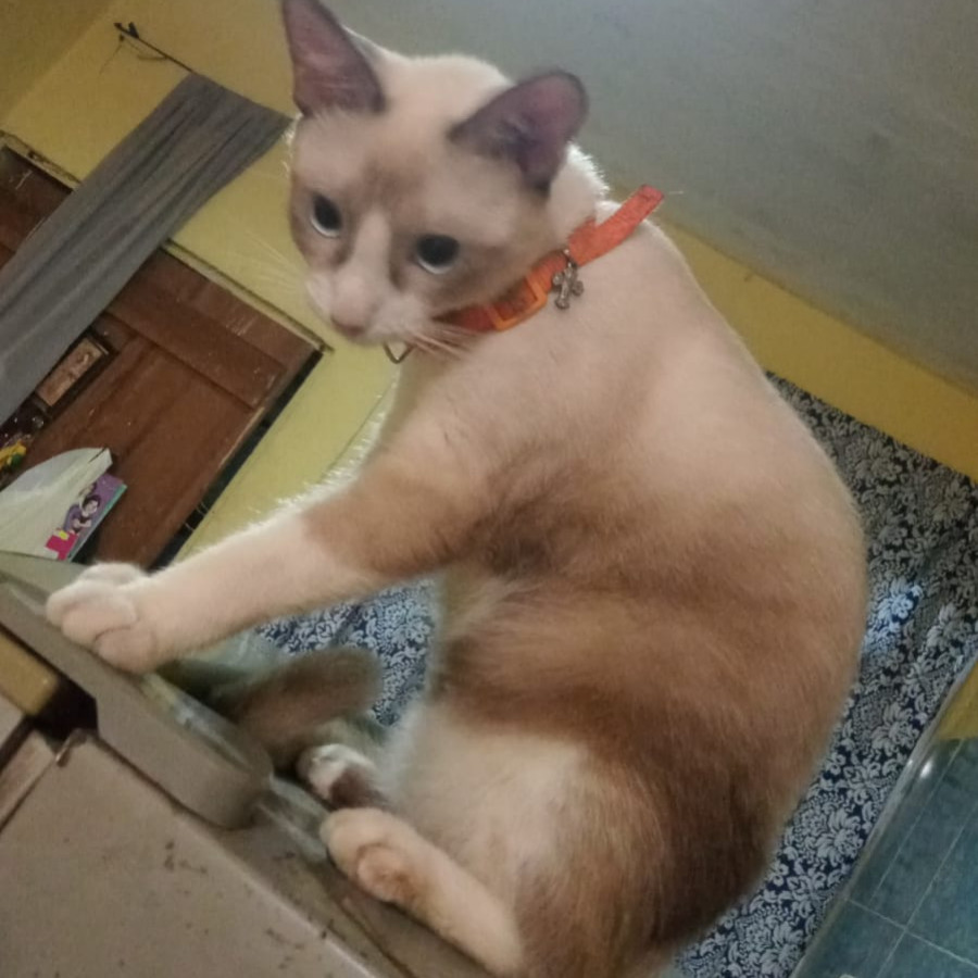 NINA | Raza Snowshoes | Perdida