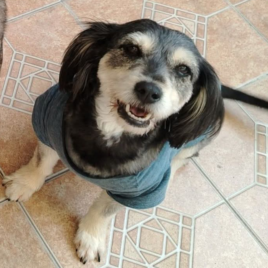 MANCHAS | Raza Mestiza, cruza de Schnuazer | Perdida