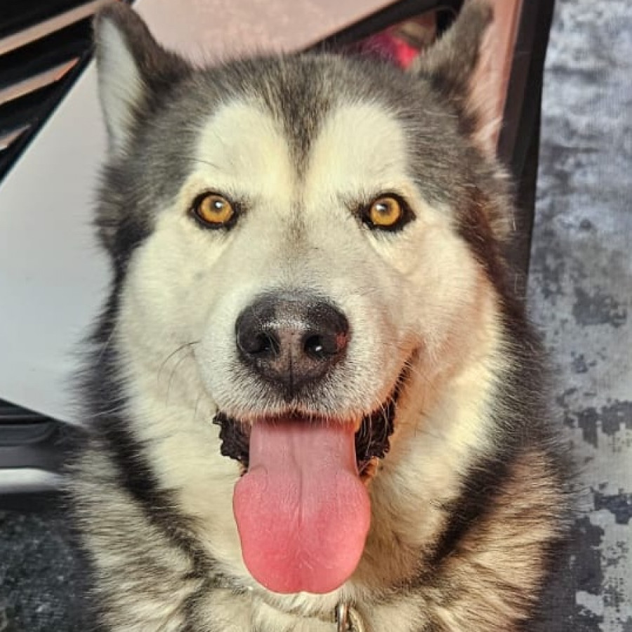  | Raza Malamute de Alaska o Alaskan Malamute | Encontrado